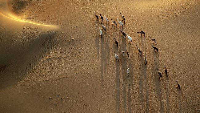 Пустыня в ОАЭ. Архивное фото Пустыня в ОАЭ. Архивное фото