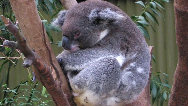 Коала. Архивное фото Коала. Архивное фото