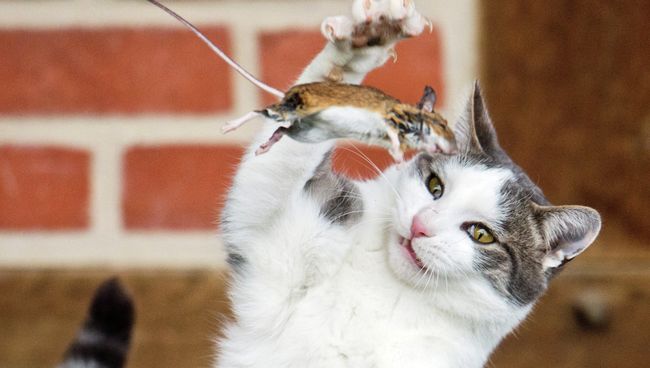Кот играет с мышью на ферме в Германии Кот играет с мышью на ферме в Германии