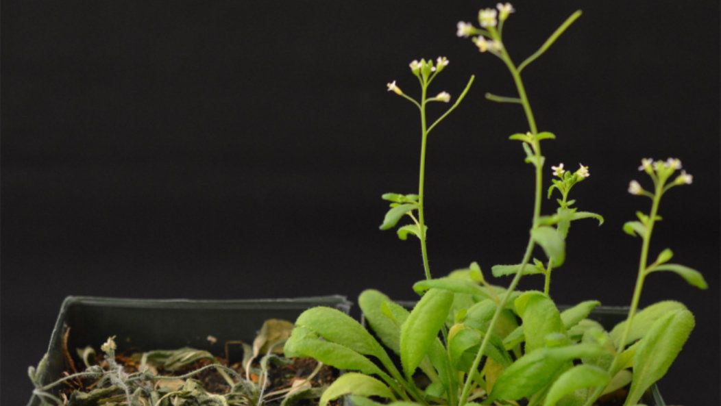 Арабидопсис (Arabidopsis thaliana) Арабидопсис (Arabidopsis thaliana) - РИА Новости, 1920, 12.01.2022