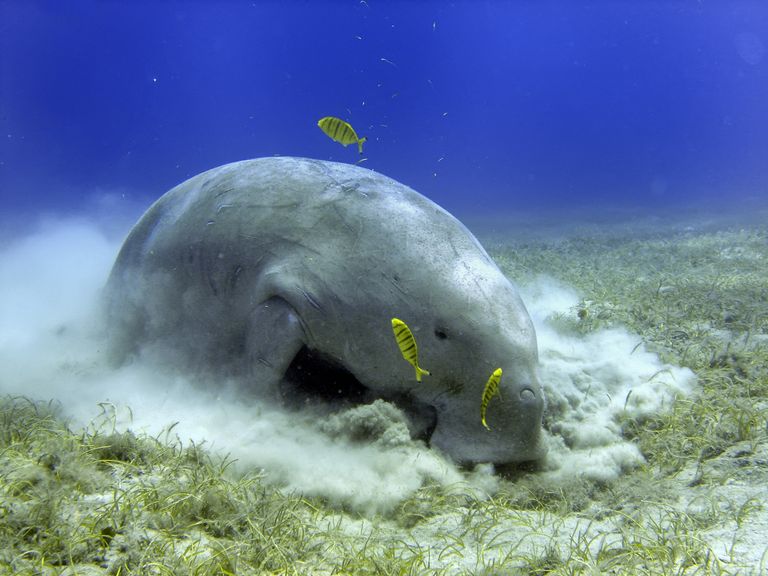 Дюгонь (морская корова) Дюгонь (морская корова)