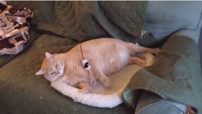 Ловись, котик, большой и маленький