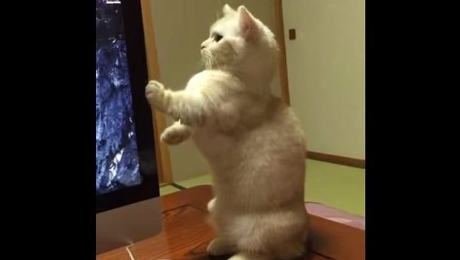 Как заставить кота встать по стойке смирно