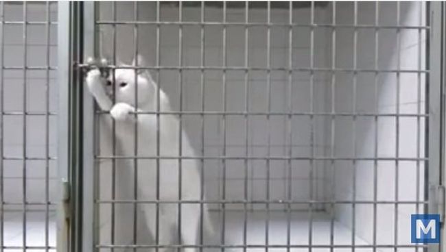 Не слишком ли ты умный, кот?