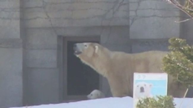 Медвежьи истории: как медвежонок впервые увидел мир
