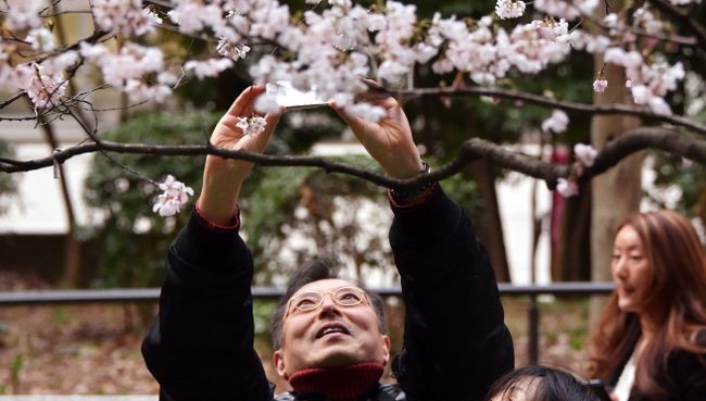 Мужчина фотографирует цветущую сакуру в парке Токио, Япония. 23 марта 2014