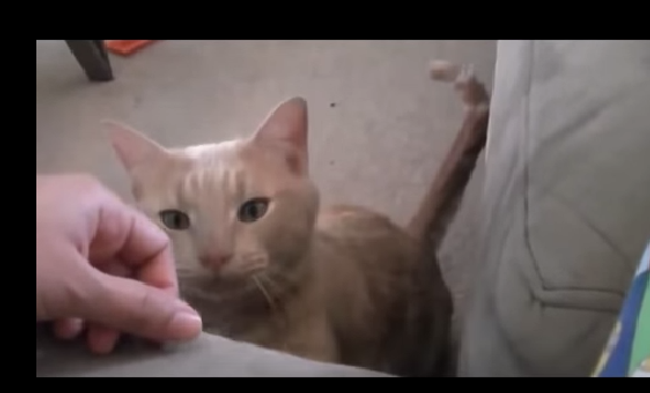 Коты созданы для того, чтобы их любить