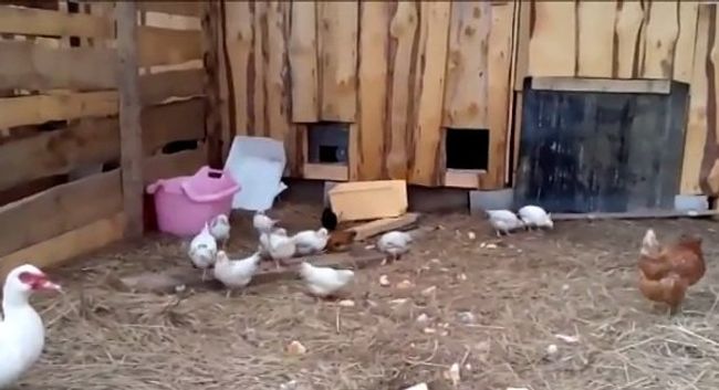 Полезные советы, или Петух плохому не научит