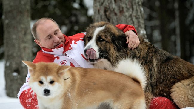 Президент России Владимир Путин с собаками Баффи и Юмэ на прогулке в Московской области Президент России Владимир Путин с собаками Баффи и Юмэ на прогулке в Московской области