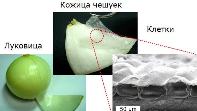 Луковица, клетки кожицы Луковица, клетки кожицы
