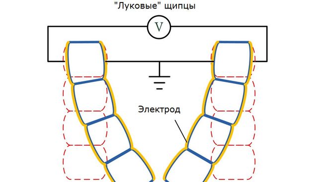 Схема работы искусственных мышц на основе «луковых» мускулов Схема работы искусственных мышц на основе «луковых» мускулов