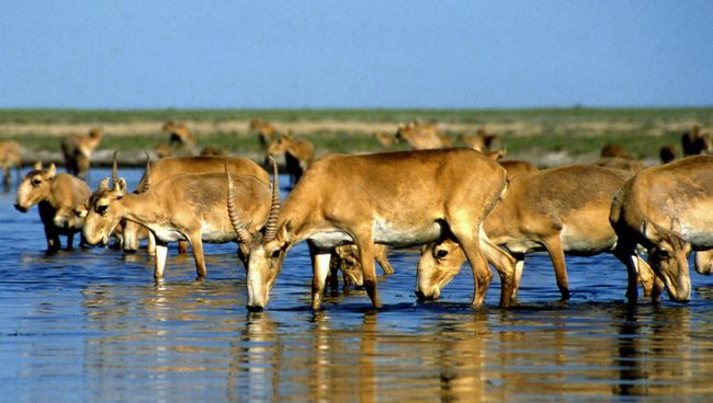 Сайгаки на водопое в Казахстане. Архивное фото Сайгаки на водопое в Казахстане. Архивное фото