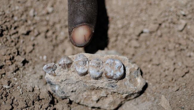Фрагмент нижней челюсти Australopithecus deyiremeda Фрагмент нижней челюсти Australopithecus deyiremeda