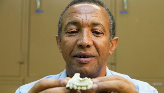 Фрагмент нижней челюсти Australopithecus deyiremeda Фрагмент нижней челюсти Australopithecus deyiremeda