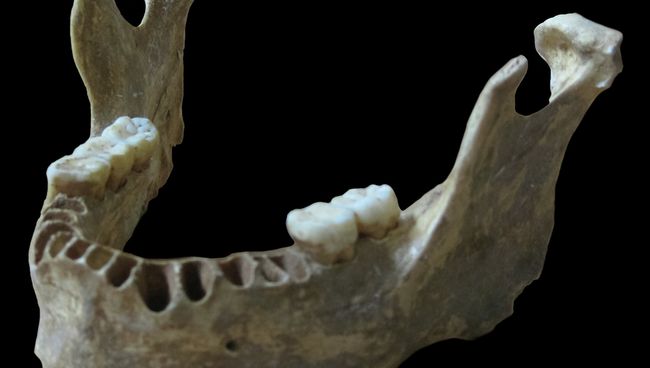 Челюсть из пещеры Оазе, где были найдены останки одного их первых жителей Европы Челюсть из пещеры Оазе, где были найдены останки одного их первых жителей Европы