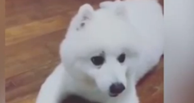 Собака, которая думает, что она Дональд Дак