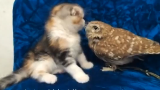 Котенок и совенок