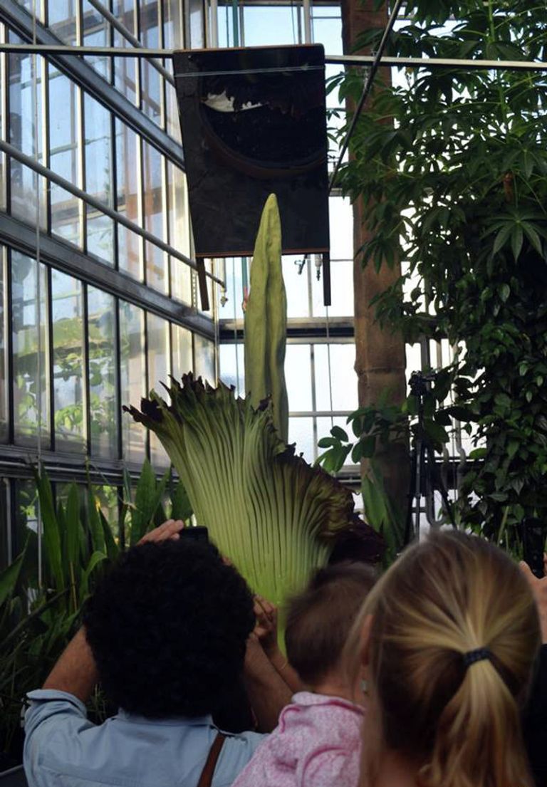 Трупный цветок, или Titan Arum в оранжерее университета бельгийского Гента Трупный цветок, или Titan Arum в оранжерее университета бельгийского Гента