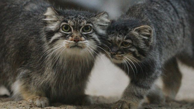 Котята манула в Новосибирском зоопарке Котята манула в Новосибирском зоопарке