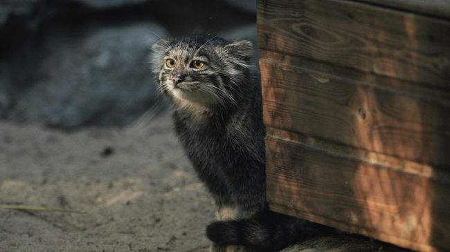 Котята манула в Новосибирском зоопарке Котята манула в Новосибирском зоопарке