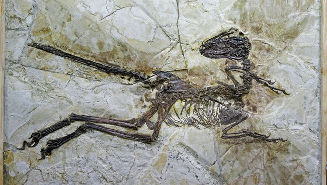 Останки Zhenyuanlong suni, найденные в провинции Ляонин