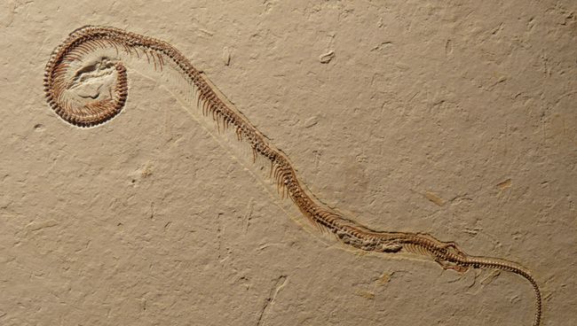 Окаменелые останки Tetrapodophis amplectus Окаменелые останки Tetrapodophis amplectus