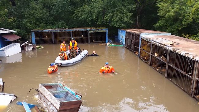 Спасатели по грудь в воде шли до клеток с медведями в зоопарке Уссурийска Спасатели по грудь в воде шли до клеток с медведями в зоопарке Уссурийска