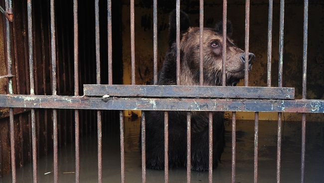 Медведь в зоопарке Зелёный остров города Уссурийска, пострадавшем в результате подтопления Медведь в зоопарке Зелёный остров города Уссурийска, пострадавшем в результате подтопления