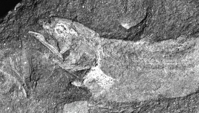 Отпечаток молодой особи Serenichthys kowiensis Отпечаток молодой особи Serenichthys kowiensis