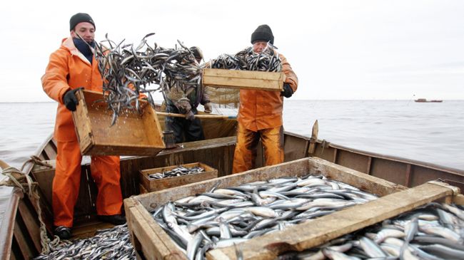 Рыбаки перегружают выловленную корюшку в лодку для дальнейшей транспортировки. Архивное фото Рыбаки перегружают выловленную корюшку в лодку для дальнейшей транспортировки. Архивное фото