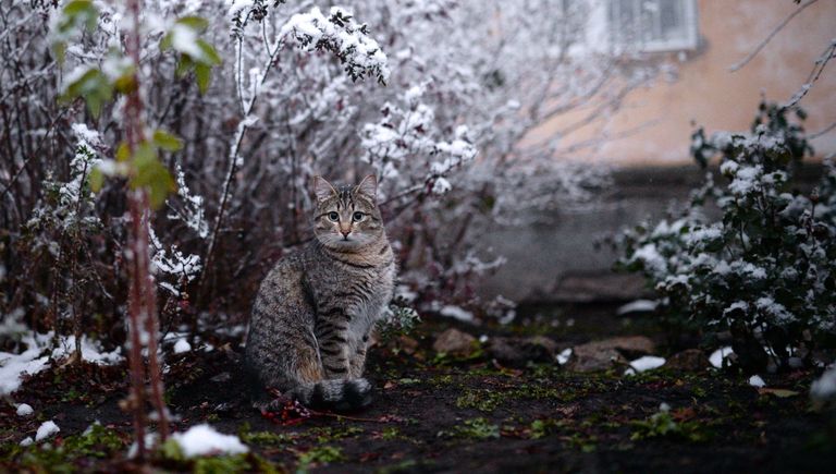 Кот во дворе дома в Ленинском районе Новосибирска Кот во дворе дома в Ленинском районе Новосибирска