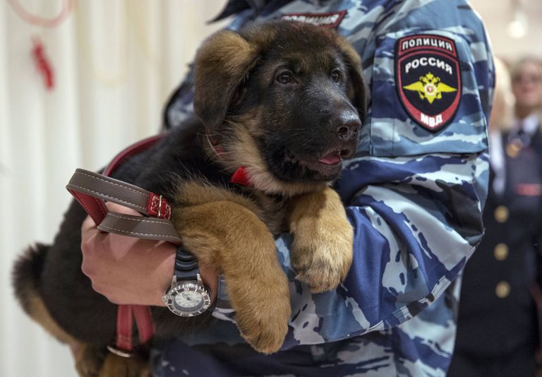 Подарок французским полицейским от российских коллег - щенок по кличке Добрыня Подарок французским полицейским от российских коллег - щенок по кличке Добрыня