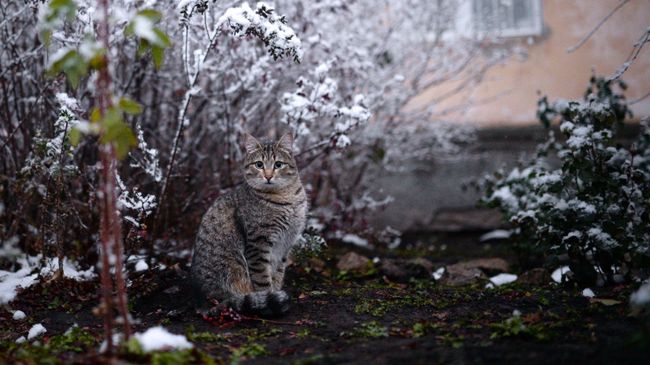 Кот во дворе дома в Ленинском районе Новосибирска. Кот во дворе дома в Ленинском районе Новосибирска.
