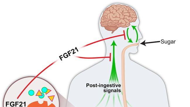 Схема работы гормона FGF21, управляющего тягой к сладкому