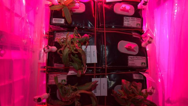 Завядшие астры-циннии в установке Veggie на МКС Завядшие астры-циннии в установке Veggie на МКС