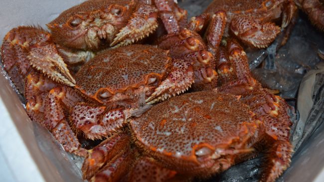 Морепродукты на рынке Цукидзи в Токио, Япония Морепродукты на рынке Цукидзи в Токио, Япония