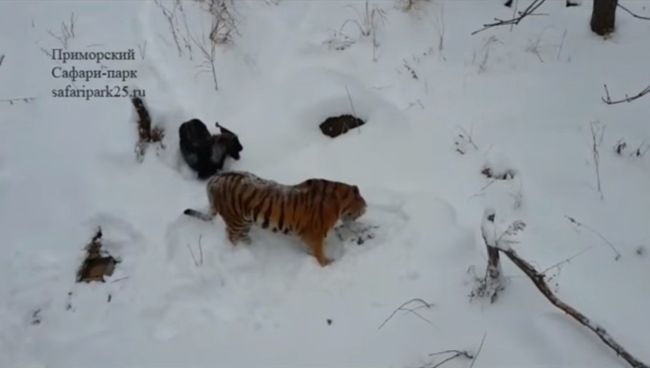 Амур и Тимур вместе укрылись от снега