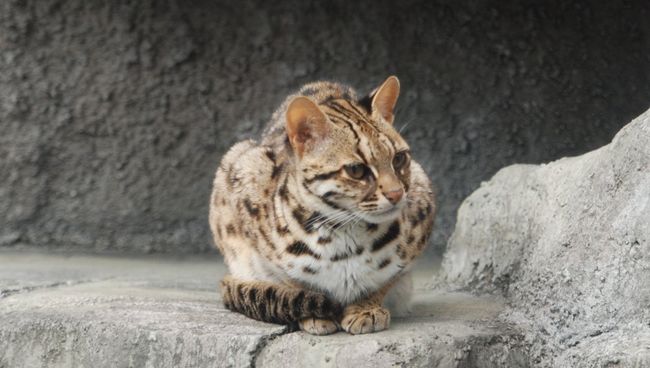 Бенгальская кошка Бенгальская кошка