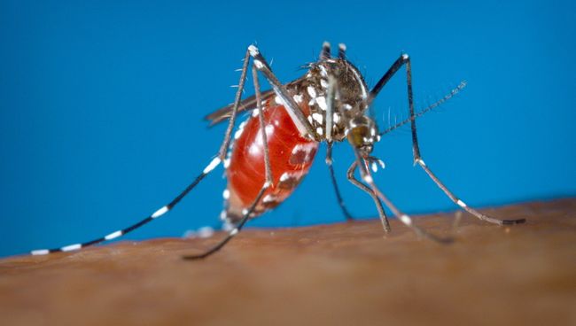 Самка комара Aedes albopictus - переносчика вируса Зика. Архивное фото