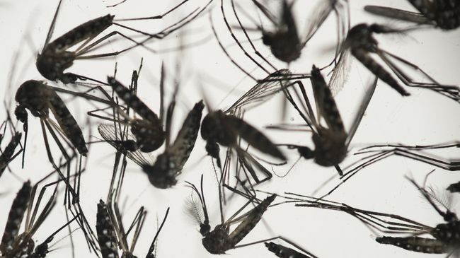 Комар Aedes albopictus - переносчик вируса Зика. Архивное фото Комар Aedes albopictus - переносчик вируса Зика. Архивное фото