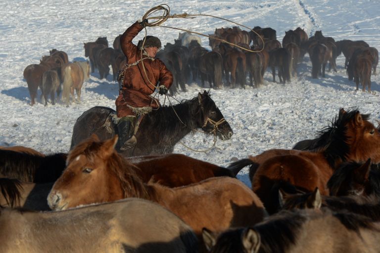 Чабан арканит необъезженного коня на зимней чабанской стоянке в местечке Чумур-Ой Тес-Хемского кожууна Республики Тыва Чабан арканит необъезженного коня на зимней чабанской стоянке в местечке Чумур-Ой Тес-Хемского кожууна Республики Тыва