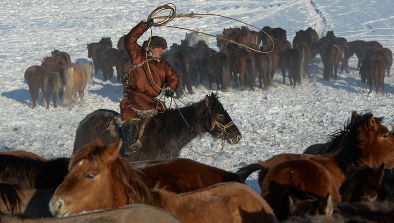Чабан арканит необъезженного коня на зимней чабанской стоянке в местечке Чумур-Ой Тес-Хемского кожууна Республики Тыва