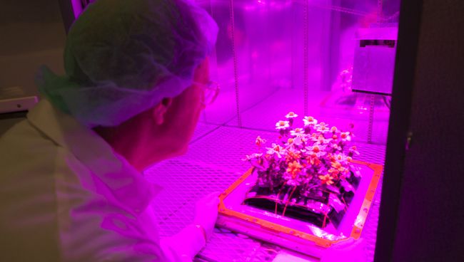 Ученый собирает астры, выращенные в земной версии космической фермы Veggie Ученый собирает астры, выращенные в земной версии космической фермы Veggie