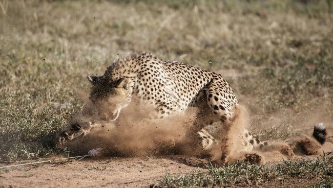 Гепарды, которые живут в Фонде по сохранению Cheetah в Очиваронго, Намибия. Архивное фото Гепарды, которые живут в Фонде по сохранению Cheetah в Очиваронго, Намибия. Архивное фото