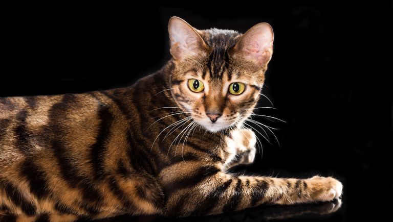 Котенок породы тойгер Котенок породы тойгер