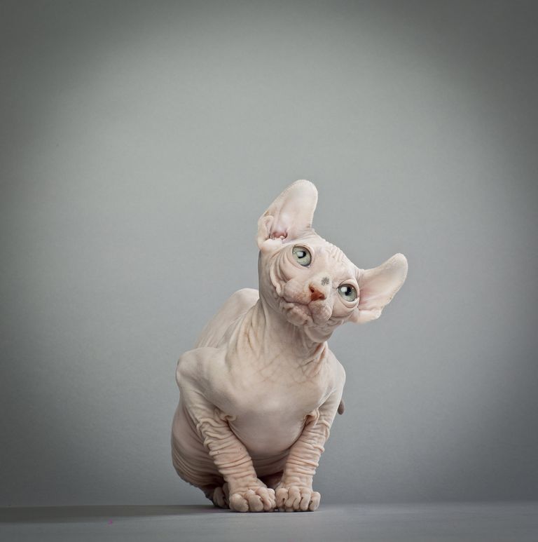 Котенок породы эльф Котенок породы эльф