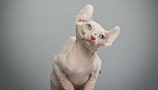 Котенок породы эльф Котенок породы эльф