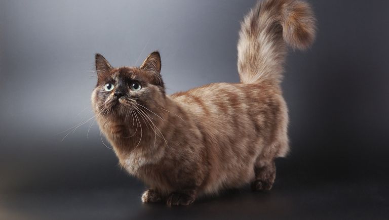 Котенок породы манчкин Котенок породы манчкин