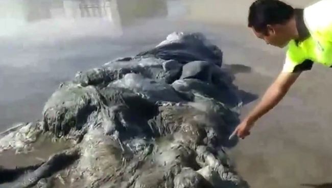 На берег Мексики вынесло морского монстра
