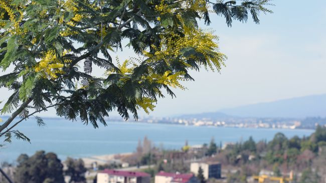 Абхазия. Архивное фото Абхазия. Архивное фото